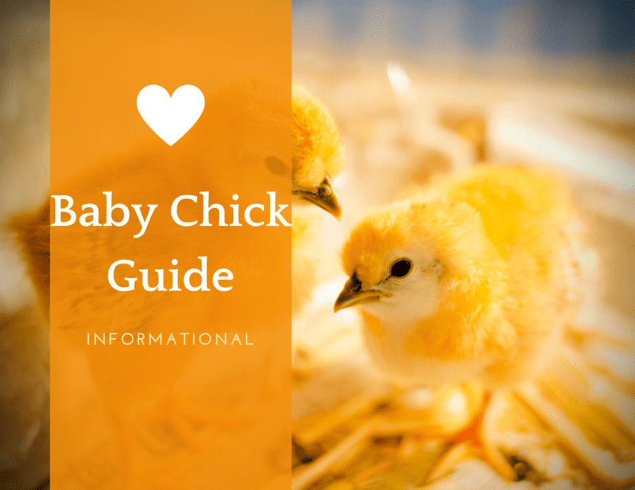 What Is A Baby Chicken Called