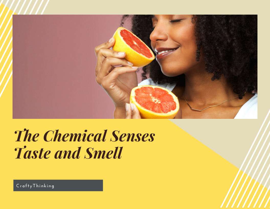 The Chemical Senses Taste and Smell