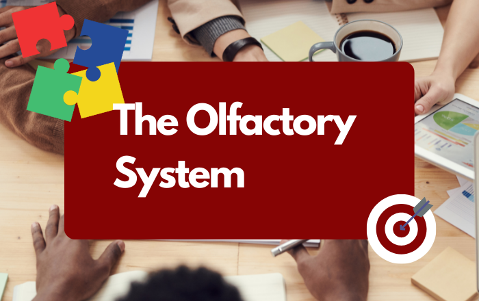 The Olfactory System 