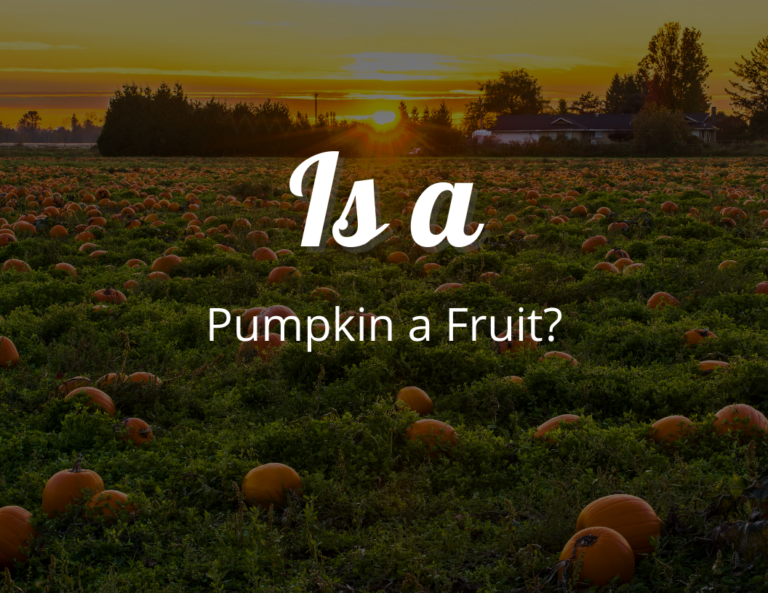 Is a Pumpkin a Fruit or a Vegetable: Setting the Record Straight