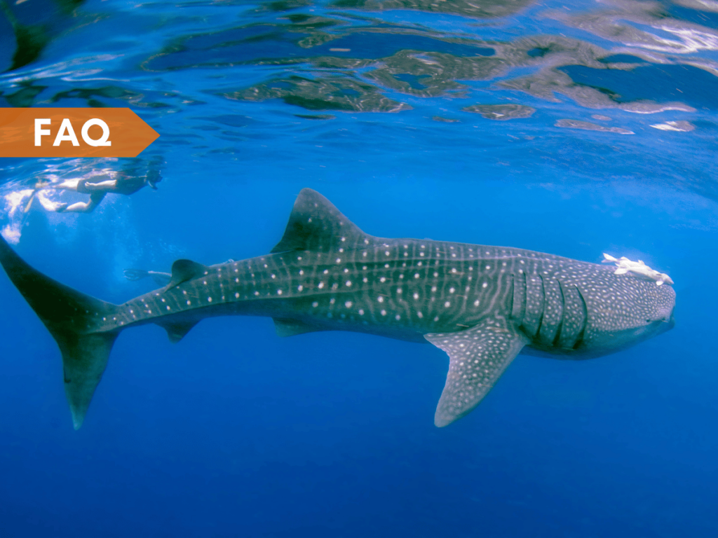 Fun Facts About Whale Sharks Dive into the Ocean's Biggest Fish