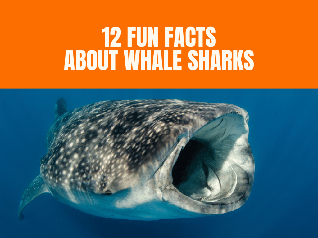 Fun Facts About Whale Sharks Dive into the Ocean's Biggest Fish