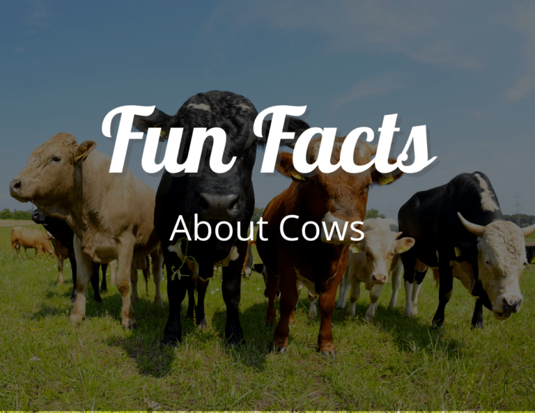 12 Udderly Amazing Fun Facts About Cows That Will Leave You Moo-tivated!