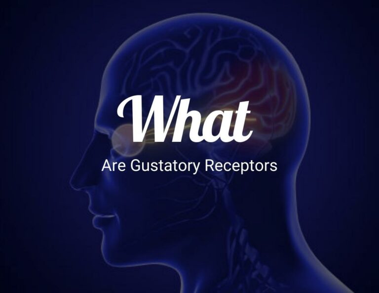 What Are Gustatory Receptors?
