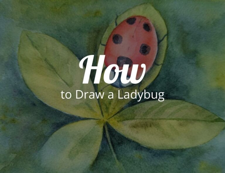 How To Draw a Ladybug (Step by Step)