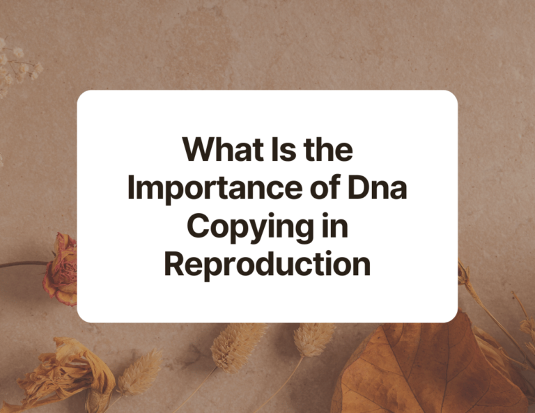what is the importance of dna copying in reproduction