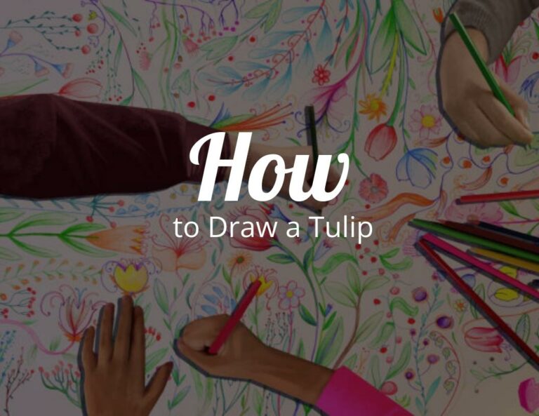How To Draw A Tulip (Step by Step)
