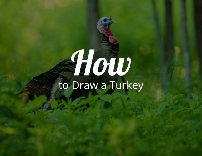 How To Draw A Turkey (Step by Step)