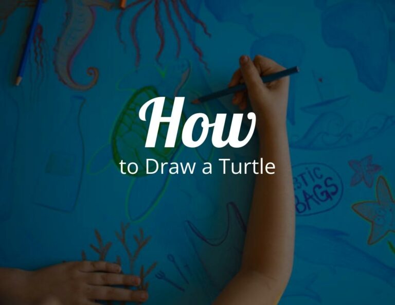How To Draw A Turtle (Step by Step)