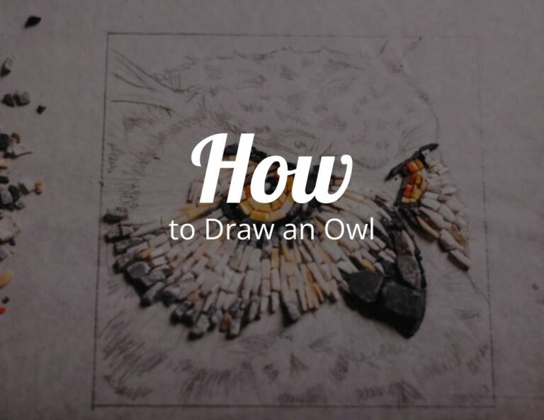 How To Draw An Owl (Step by Step)