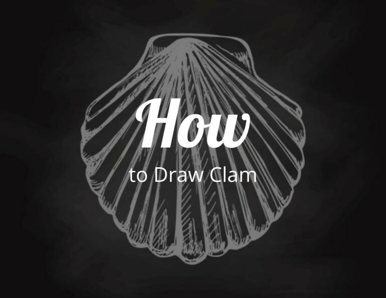 How to Draw Clam Step by Step with Free Clam Template
