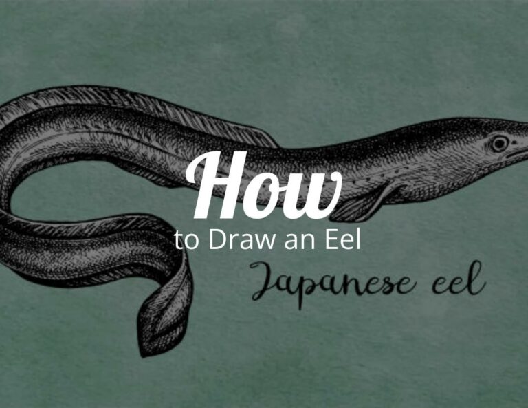 How to Draw an Eel with Free Eel Printable
