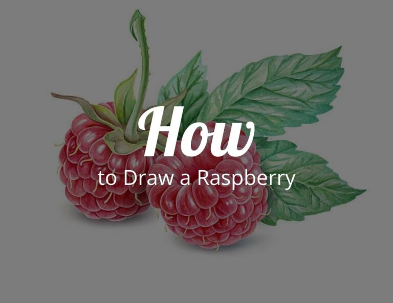 How to Draw a Raspberry with Free Raspberry Printable