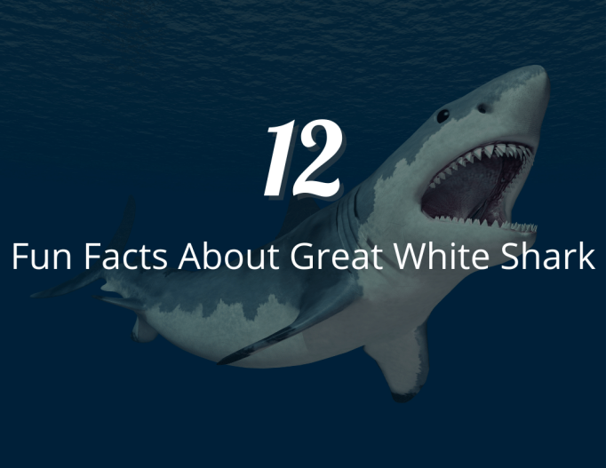 12 Fun Facts About Great White Shark