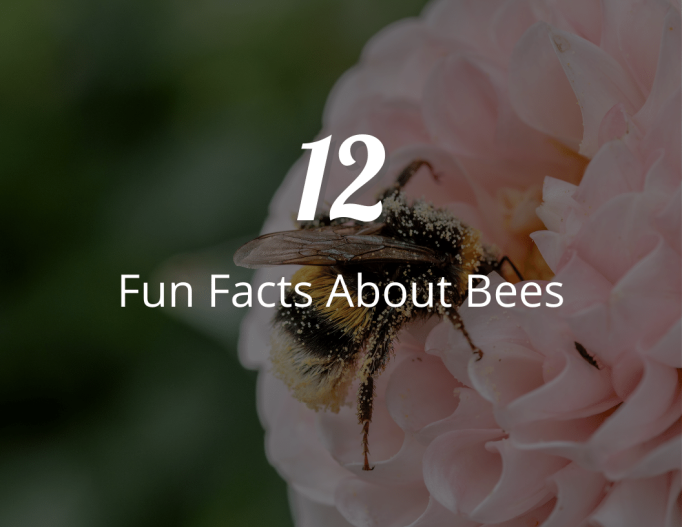 Beyond Honey 12 Fun Facts About Bees!