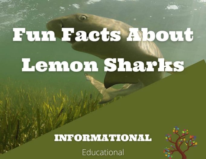 Fun Facts About Lemon Sharks