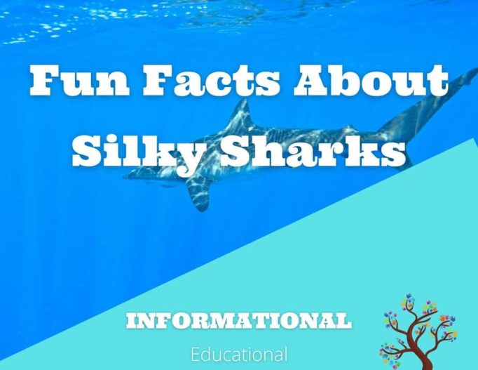 Fun Facts About Silky Sharks